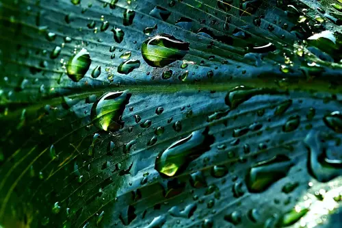 Come risparmiare acqua piovana per il giardino: soluzioni pratiche e sostenibili