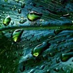 Come risparmiare acqua piovana per il giardino: soluzioni pratiche e sostenibili