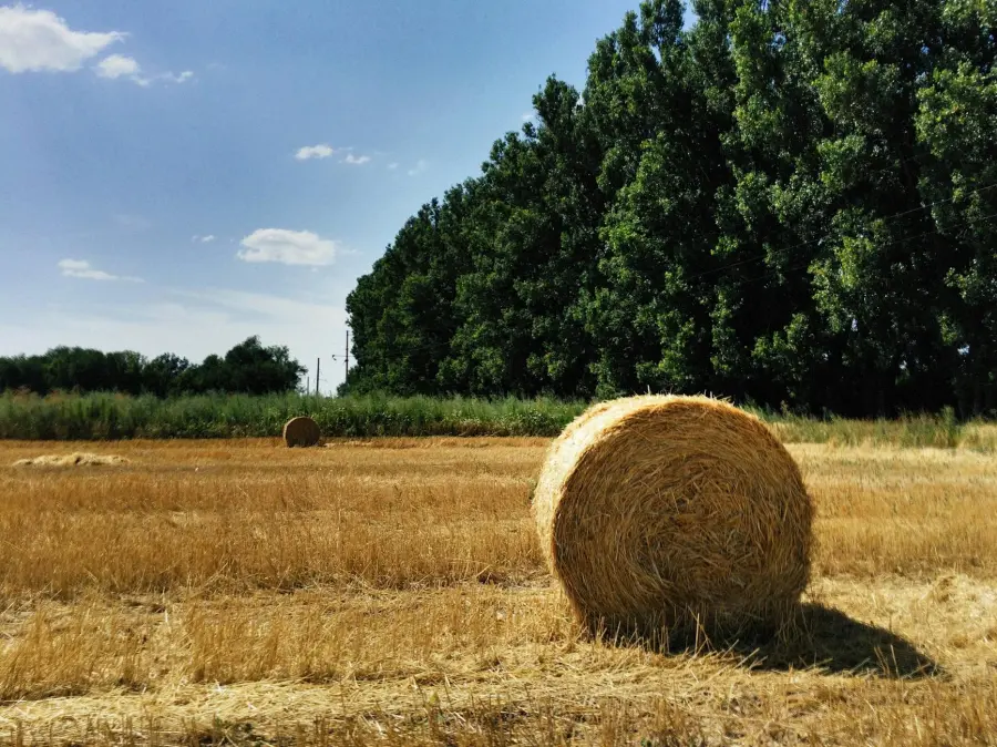 Emilia-Romagna, 90 fattorie aperte nelle domeniche di maggio
