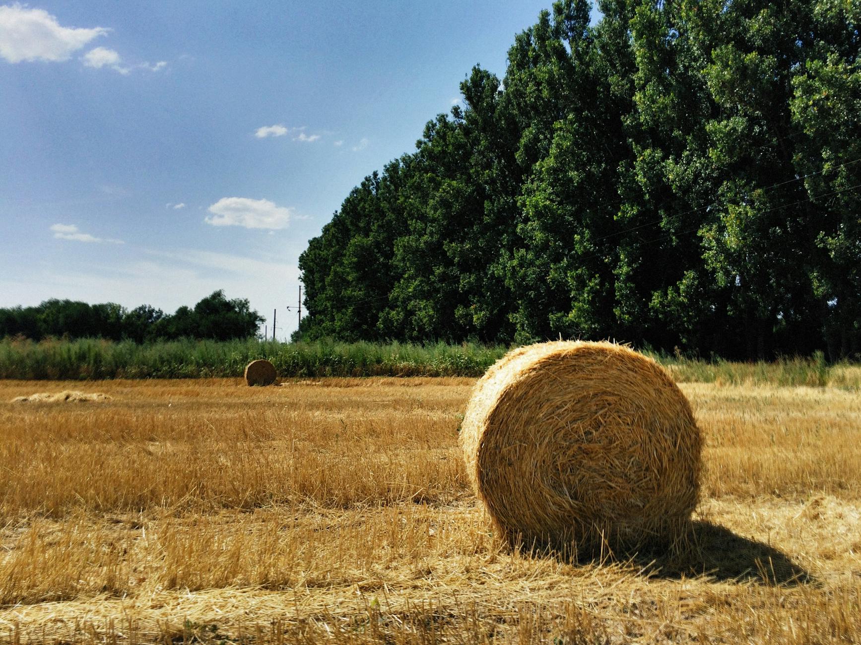 Emilia-Romagna, 90 fattorie aperte nelle domeniche di maggio