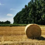 Emilia-Romagna, 90 fattorie aperte nelle domeniche di maggio