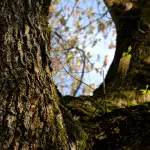 Pollini e spore in Emilia-Romagna: primi segnali di nocciolo, cipresso e frassino