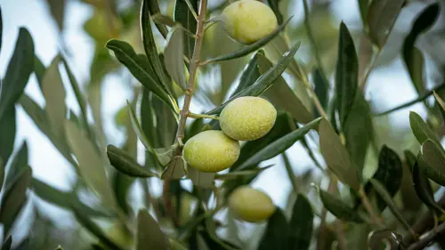 Olio dei Colli di Bologna, vicino il riconoscimento Igp