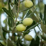 Olio dei Colli di Bologna, vicino il riconoscimento Igp
