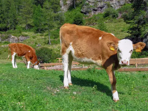 Emilia-Romagna, 35 milioni per il benessere animale