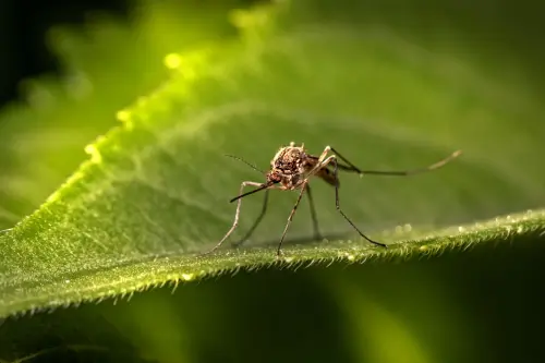 West Nile in Emilia-Romagna, virus nelle zanzare in sei province