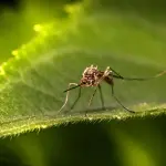 West Nile in Emilia-Romagna, virus nelle zanzare in sei province