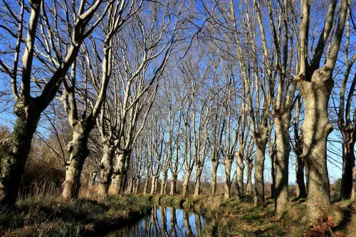 Parco del Popolo, platani a rischio caduta: al via gli abbattimenti e le nuove piantumazioni