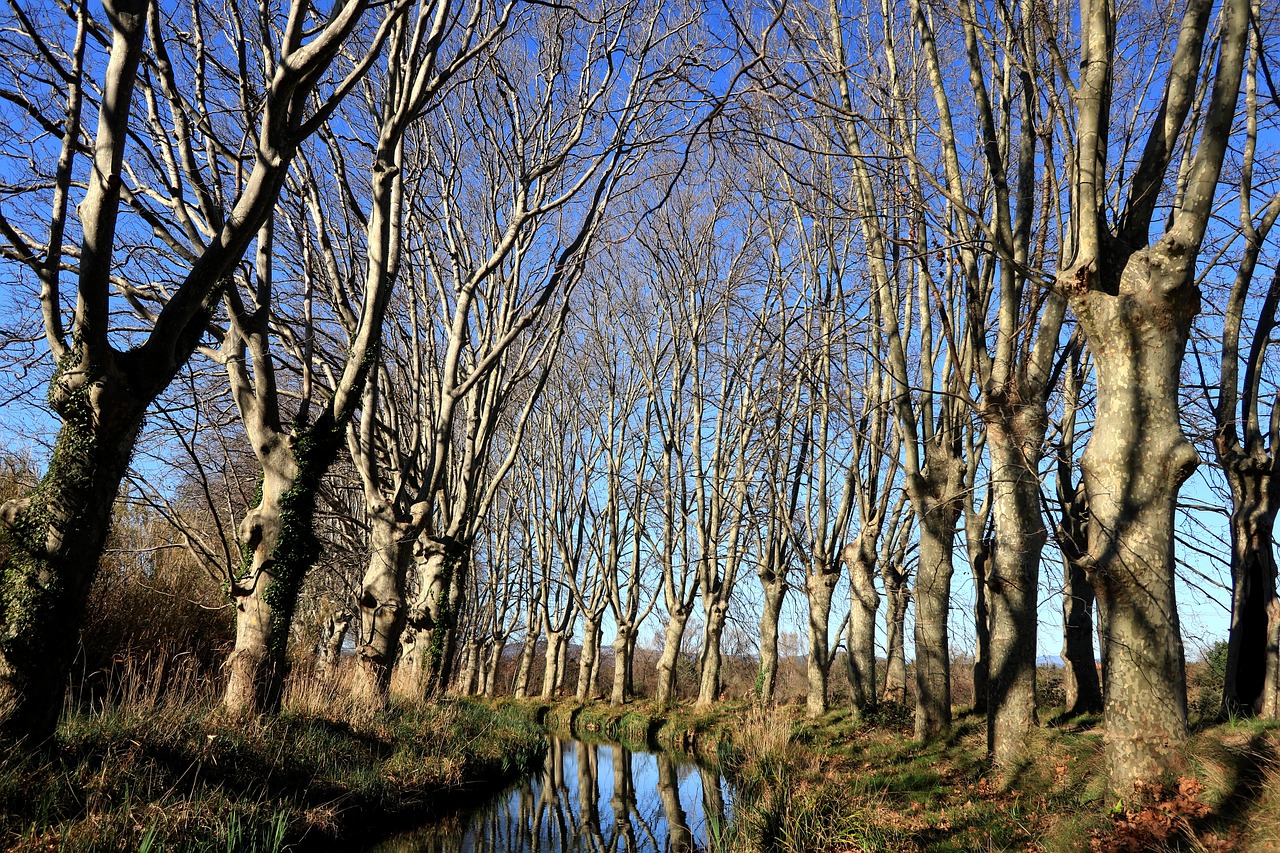 Parco del Popolo, platani a rischio caduta: al via gli abbattimenti e le nuove piantumazioni