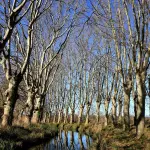 Parco del Popolo, platani a rischio caduta: al via gli abbattimenti e le nuove piantumazioni