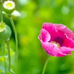 Differenza tra orto biologico e orto convenzionale: approcci, pratiche e risultati