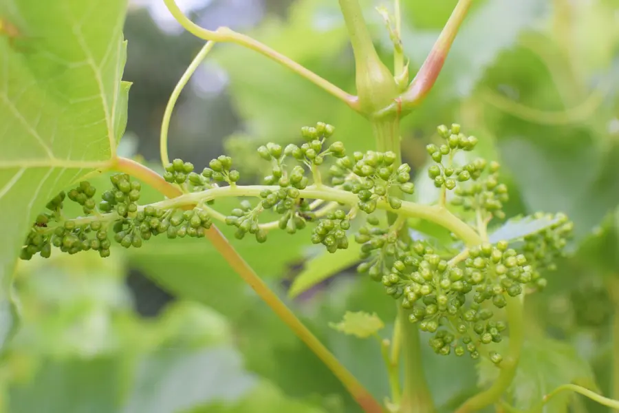 Rimedi naturali contro i parassiti delle piante: soluzioni efficaci per orto e giardino