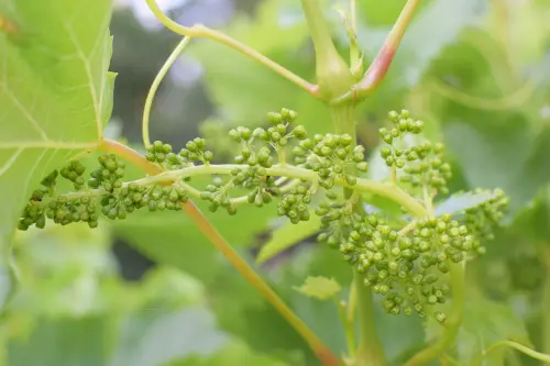 Rimedi naturali contro i parassiti delle piante: soluzioni efficaci per orto e giardino