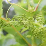 Rimedi naturali contro i parassiti delle piante: soluzioni efficaci per orto e giardino