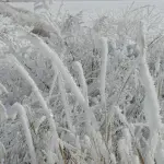 Riattivato il servizio di previsioni per le gelate tardive: supporto quotidiano all’agricoltura fino al 30 aprile